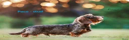 Miniature Dachshund dogs for sale: Premium Mini Wire-haired Dachshund Puppies - Advert 7