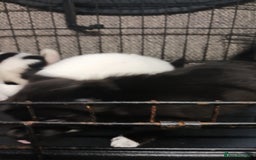 Mixed Breed dogs for sale: Pomeranian cross puppies ready now - Image 16