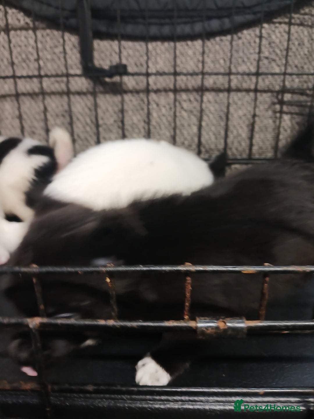 Mixed Breed dogs for sale: Pomeranian cross puppies ready now - Image 16