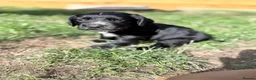 Cocker Spaniel dogs for sale: Working cocker spaniel puppies  - Advert 3