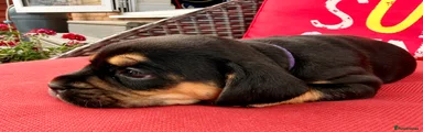Maggie