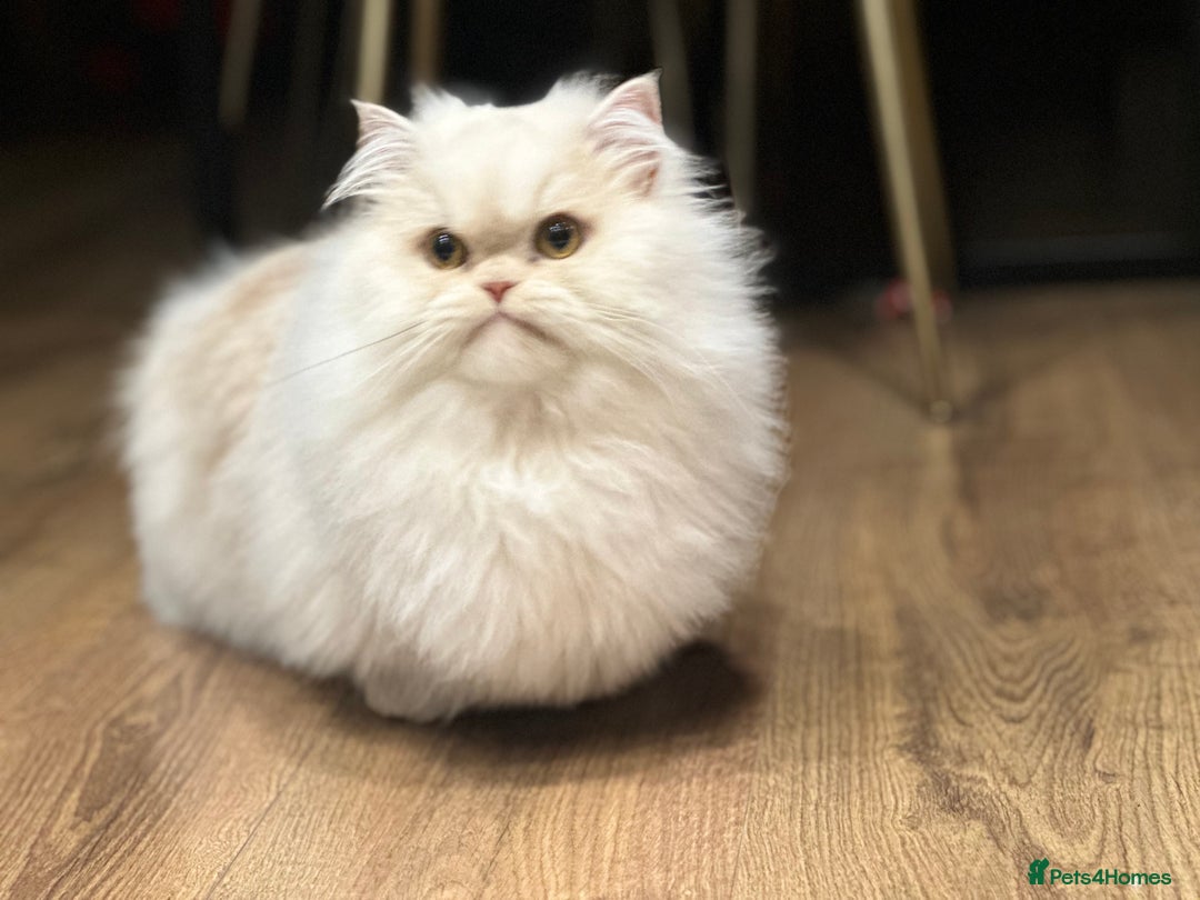 Munchkin cats for sale: Munchkin Persian male cat - Advert 4