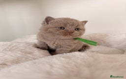 British Shorthair cats for sale: 7 British Shorthair Kittens TICA®️ – Import Lines - Image 11