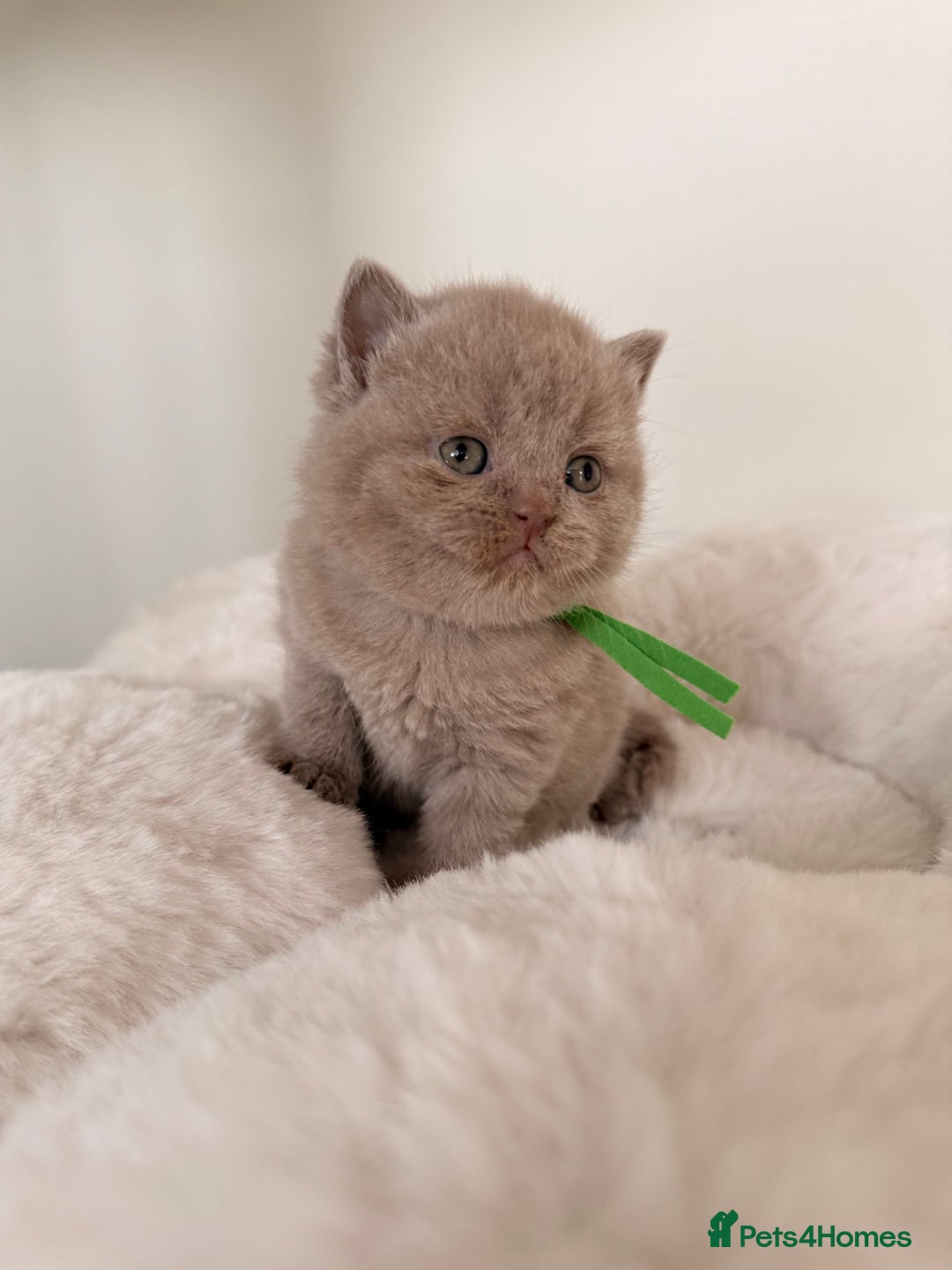 British Shorthair cats for sale: 7 British Shorthair Kittens TICA®️ – Import Lines - Image 11