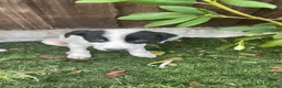 Mixed Breed dogs for sale: Lurcher pups - Advert 5