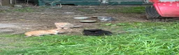 Mixed Breed cats for sale: Adorable kittens - Advert 6