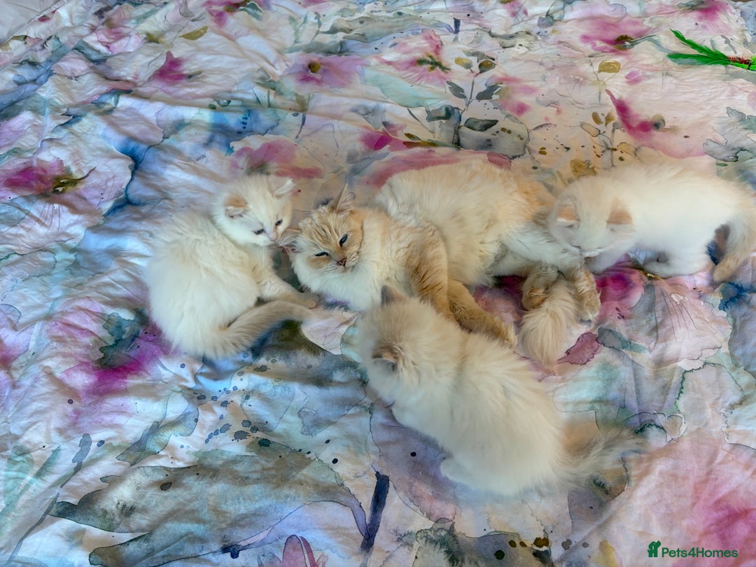 Ragdoll cats for sale: Kittens from Extensively Health Tested Parents - Advert 3