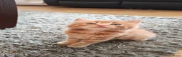 Mixed Breed cats for sale: Two fluffy ginger kittens left - Advert 2