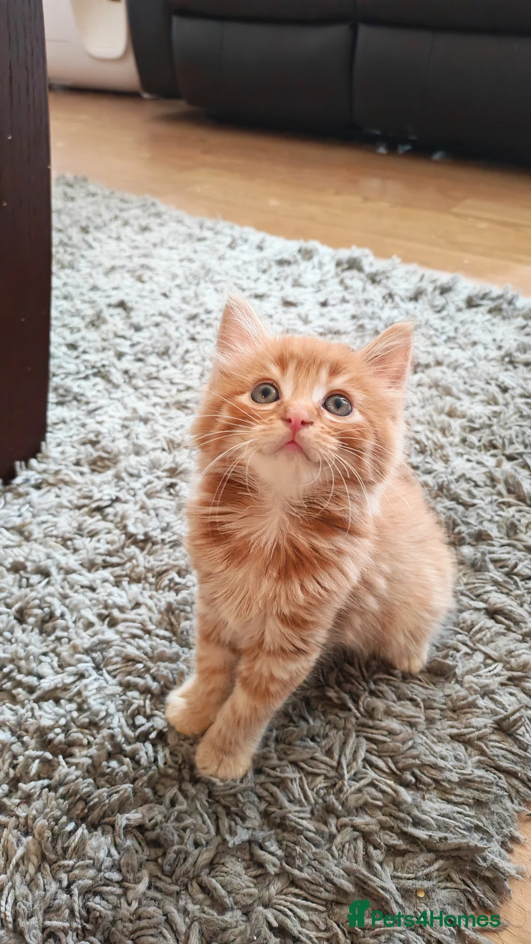 Mixed Breed cats for sale: Two fluffy ginger kittens left - Advert 2