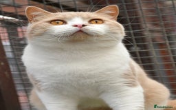 British Shorthair cats for sale: Blue tortie & white GCCF British Shorthair girl - Image 9
