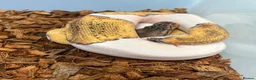 Python Snake reptiles for sale: Royal Pythons and other Pythons At Urban Exotics  - Advert 2