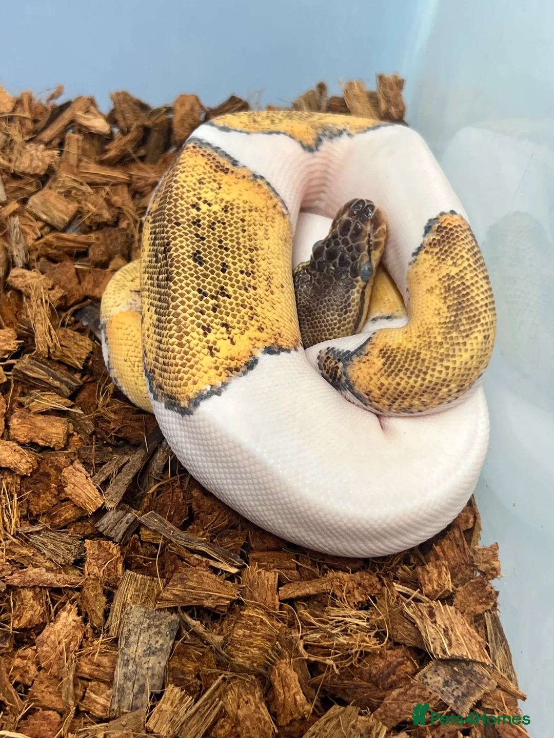 Python Snake reptiles for sale: Royal Pythons and other Pythons At Urban Exotics  - Advert 2