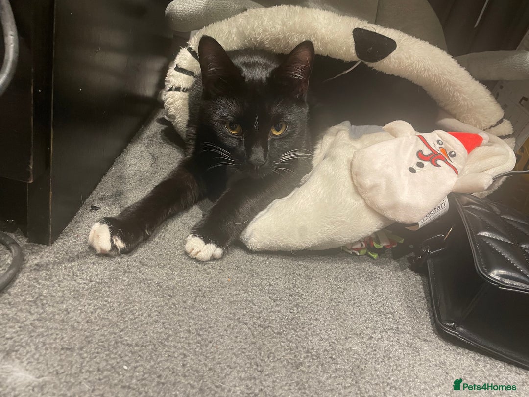 Domestic Shorthair cats for sale: 🐾 Free to a forever home - 2yr old male cat 🐾 - Image 4