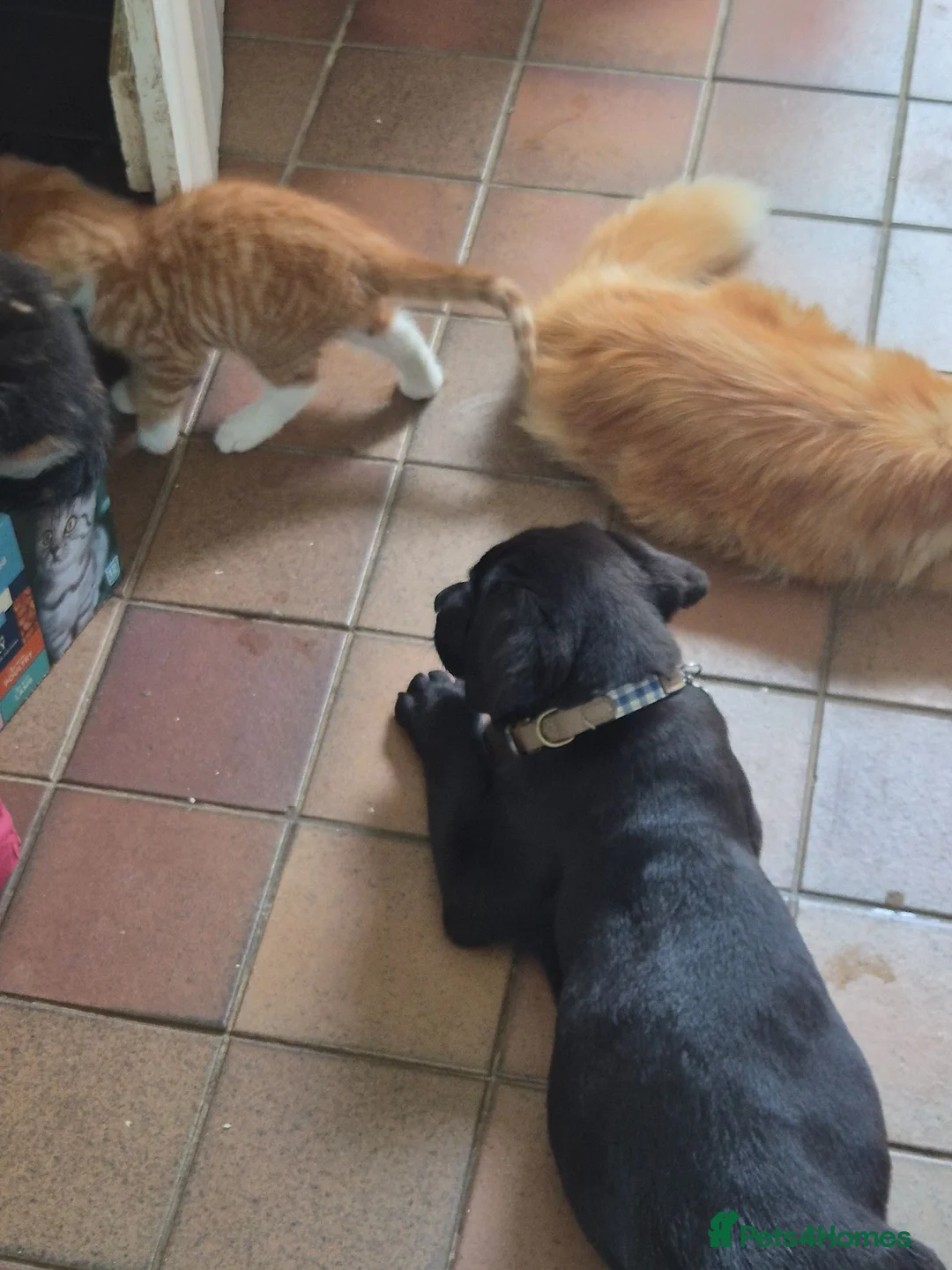 Mixed Breed cats for sale: Beautiful Fluffy Kittens - Advert 2