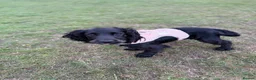 Cocker Spaniel dogs for sale: 8 month old show cocker spaniel girl - Advert 3