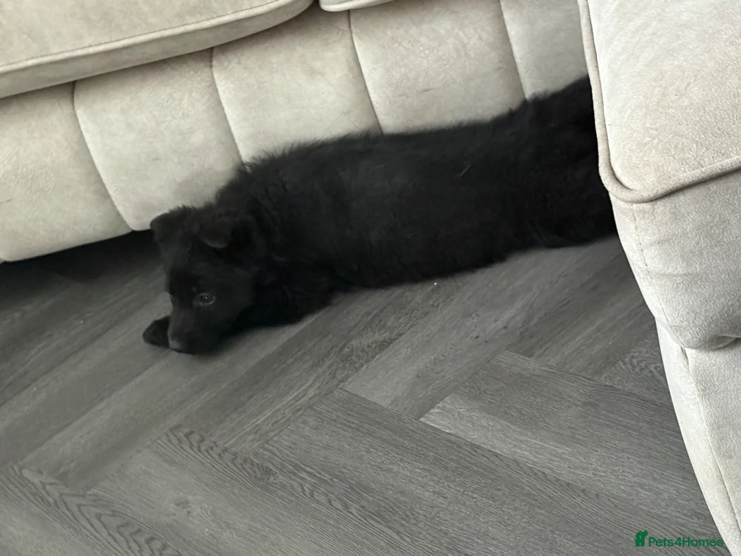 German Shepherd dogs for sale: Beautiful German shepherd Puppies - Advert 4