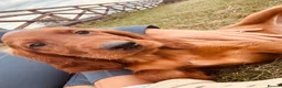 Irish Setter dogs for sale: Red Setter Puppies - Advert 5