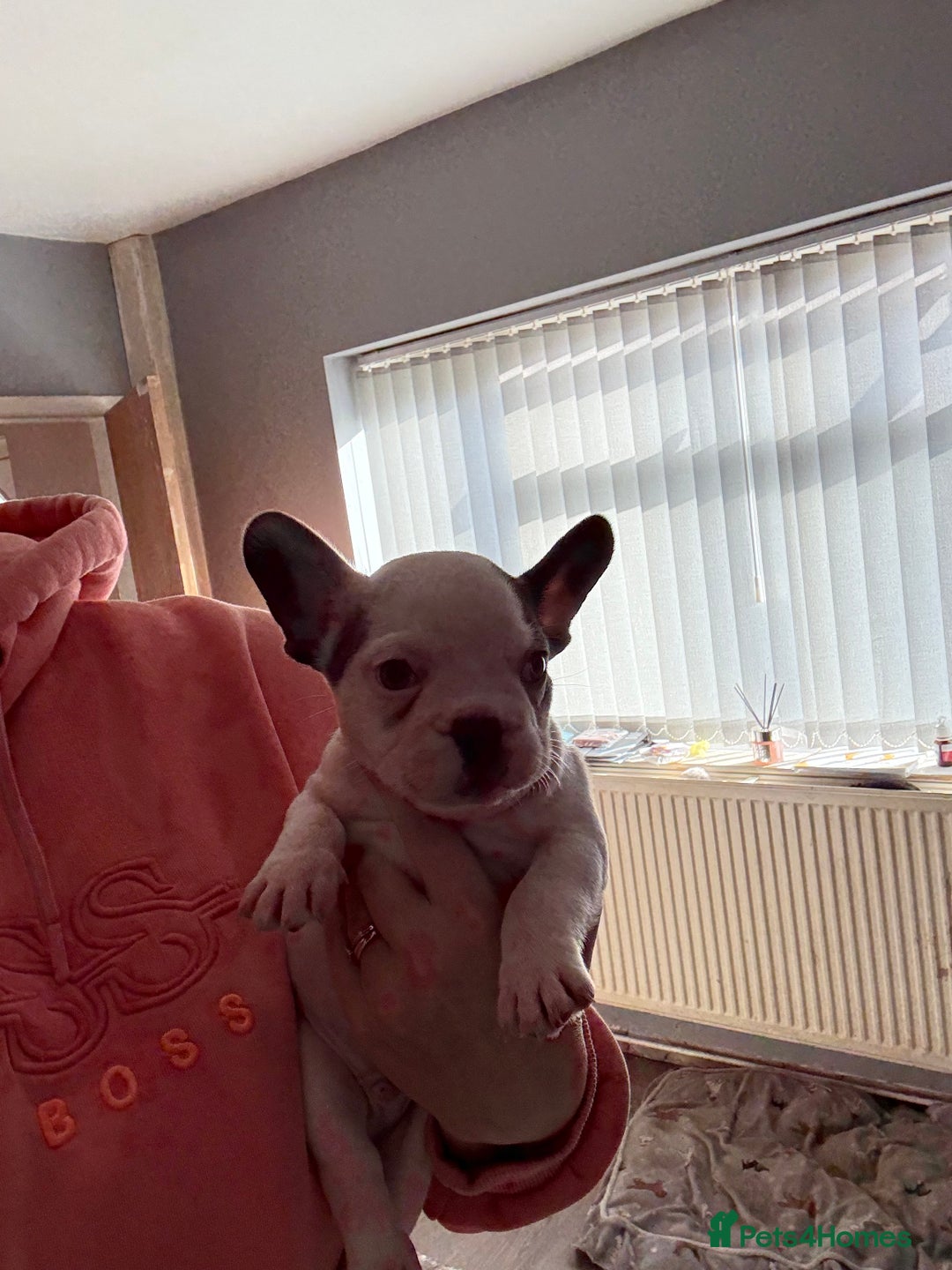 French Bulldog dogs for sale: Best sofa needed  - Image 3