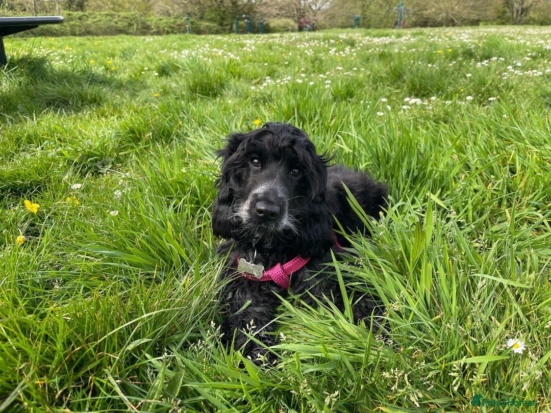 Cocker Spaniel dogs for sale: Poppy The Pedigree, KC REG, Show Cocker Spaniel - Advert 5