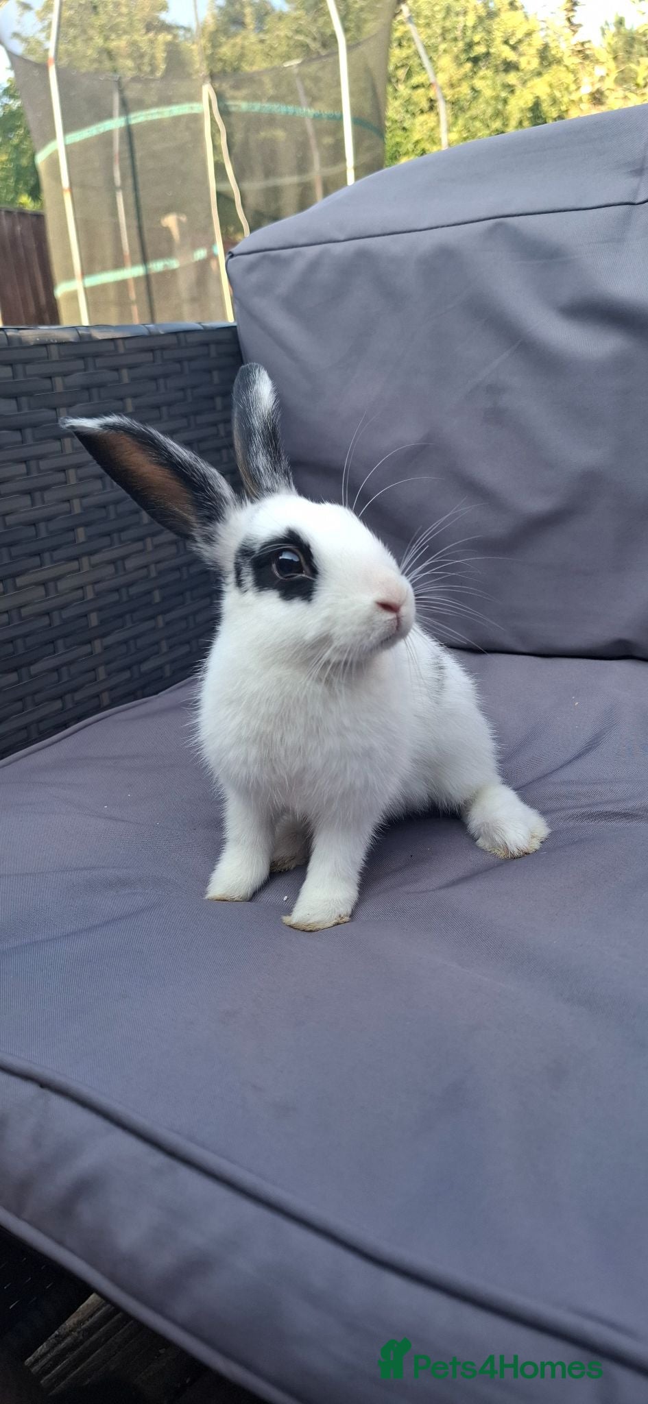 Mixed Breed rabbits Beautiful 12 week old boy - Advert 21
