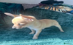 Chihuahua dogs for sale: Stunning chihuahua puppies  - Image 9