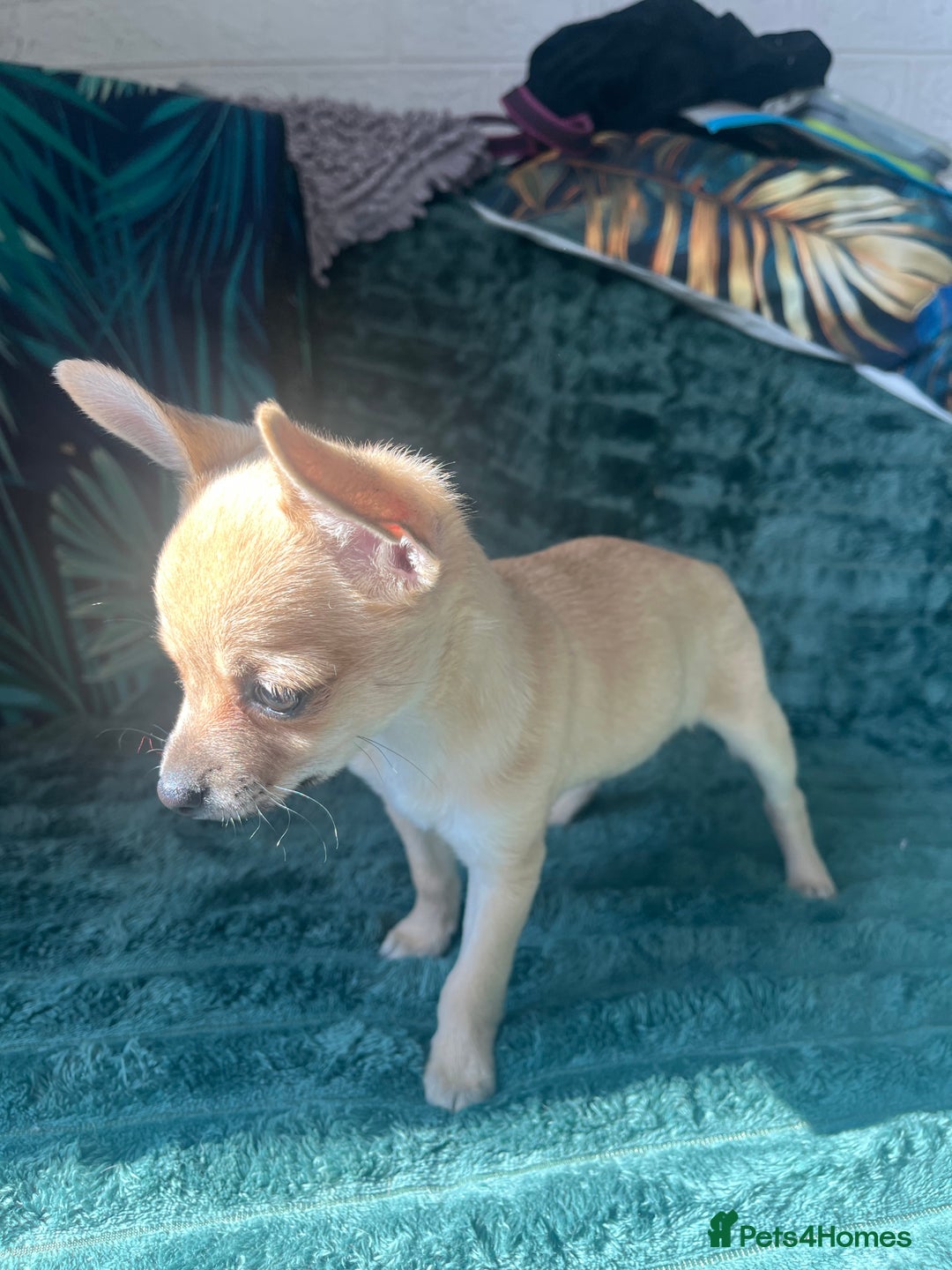 Chihuahua dogs for sale: Stunning chihuahua puppies  - Image 9