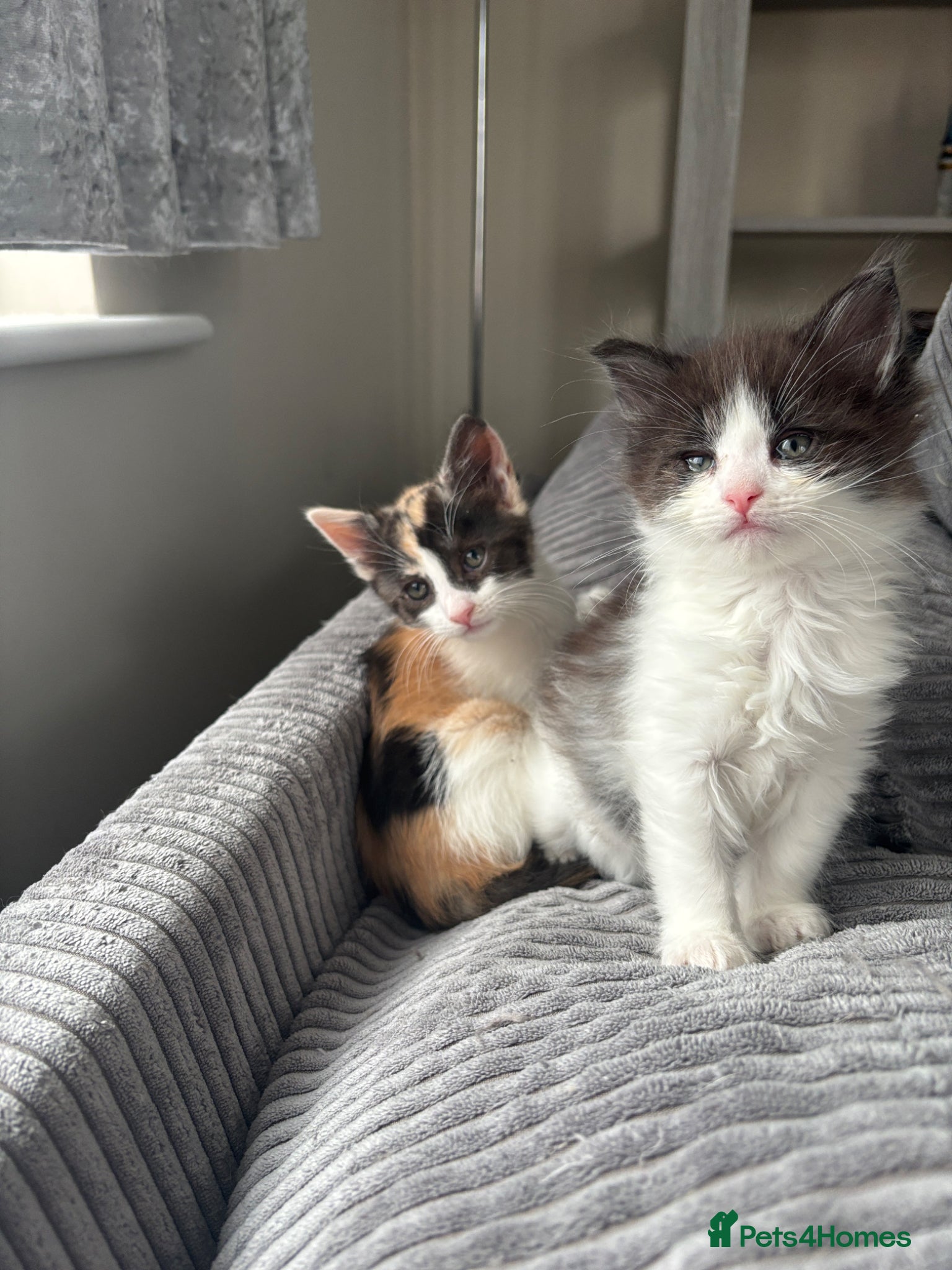 Maine Coon cats Maine coon & Turkish van mix READY MEXT WEEK - Advert 3