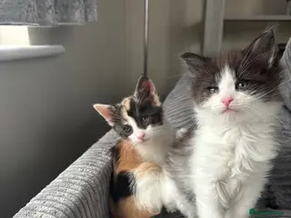 Maine Coon cats Maine coon & Turkish van mix READY MEXT WEEK - Advert 2