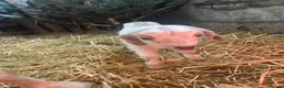 Goats livestock for sale: Fantastic proven Billy - Advert 7