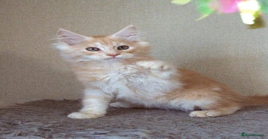 Maine Coon cats - Advert 14