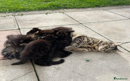 British Longhair cats for sale: Black/Brown boy kittens - Image 12