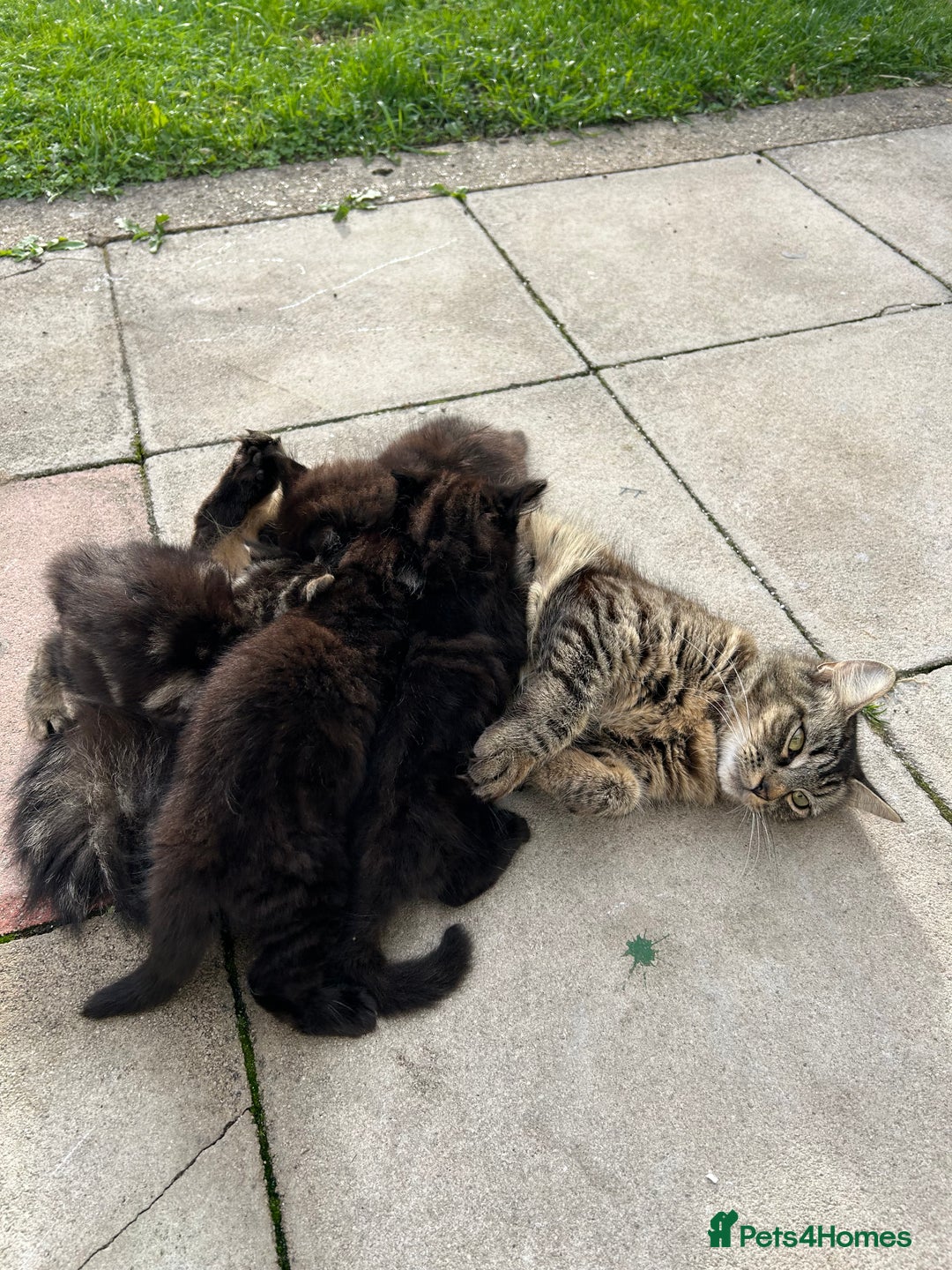 British Longhair cats for sale: Black/Brown boy kittens - Image 12