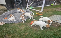 Jack Russell dogs for sale: Pure jack russell puppies  - Image 5