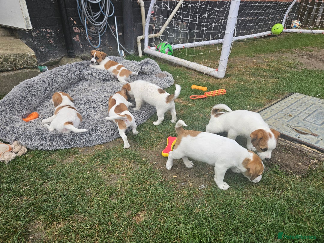 Jack Russell dogs for sale: Pure jack russell puppies  - Image 5