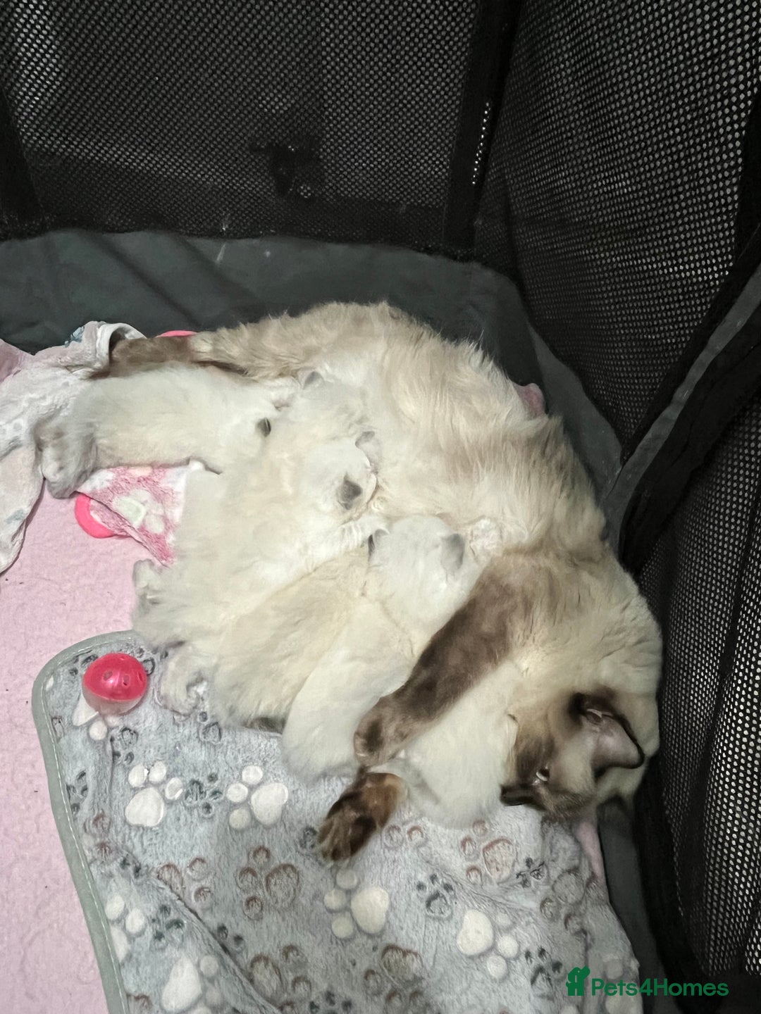 Ragdoll cats for sale: Ragdoll kittens can hold for Christmas 🎅🏼  - Image 9