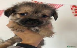 Mixed Breed dogs for sale: Shitzu x Jack Russell puppies  - Image 6