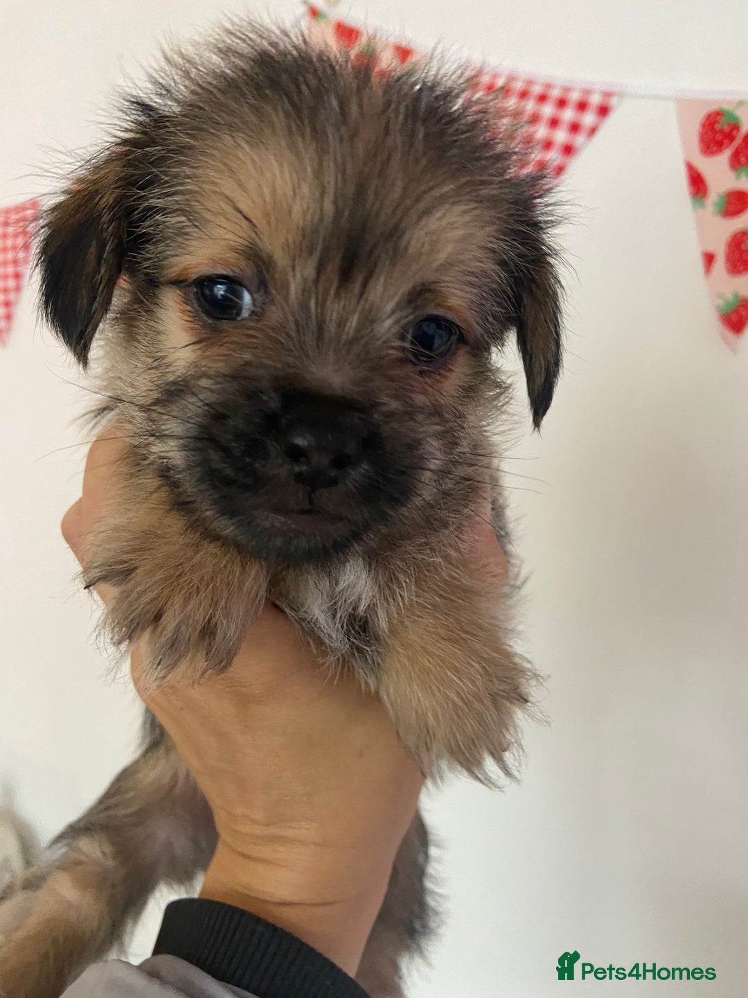 Mixed Breed dogs for sale: Shitzu x Jack Russell puppies  - Image 6