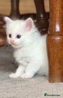 Ragdoll cats - Advert 2