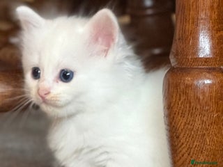 Ragdoll cats - Advert 14