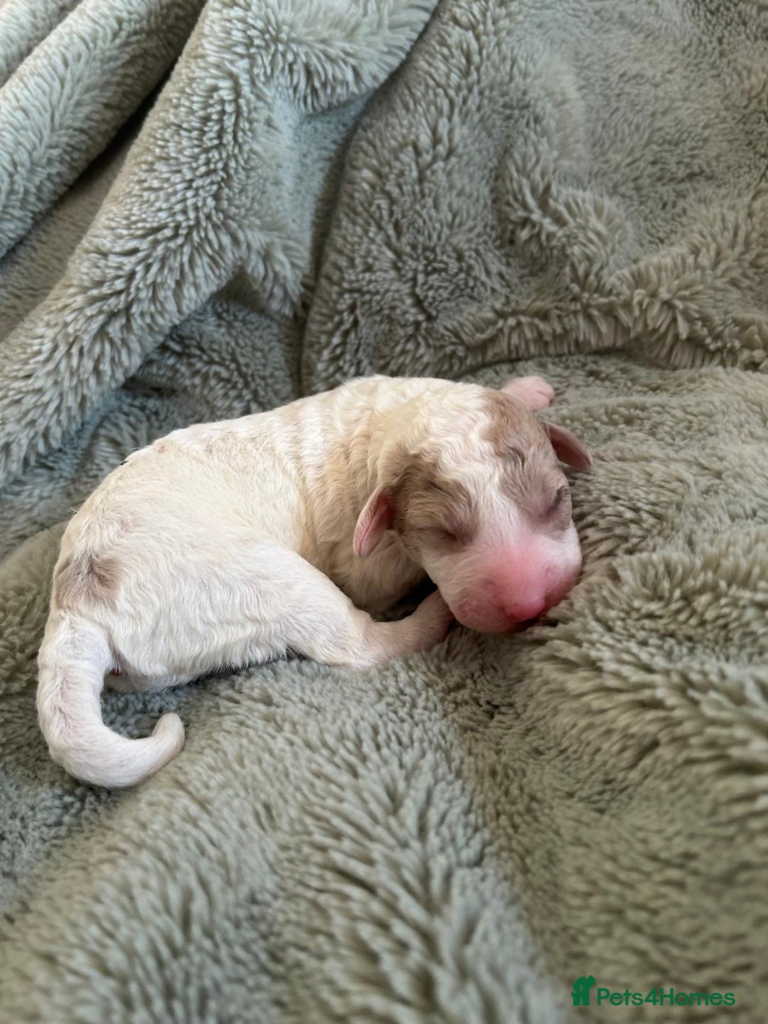 Labradoodle dogs for sale: Australian Labradoodle Puppies - Advert 10