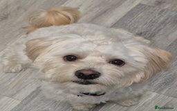 Mixed Breed dogs for adoption: 💙🐶 TEDDY 🐶💙 - Image 5