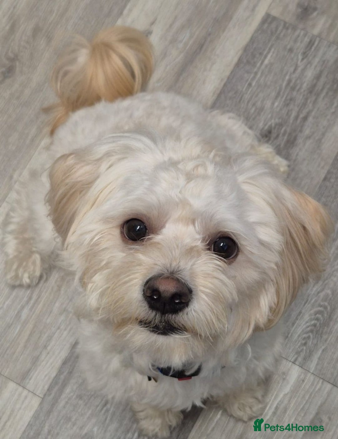 Mixed Breed dogs for adoption: 💙🐶 TEDDY 🐶💙 - Image 5