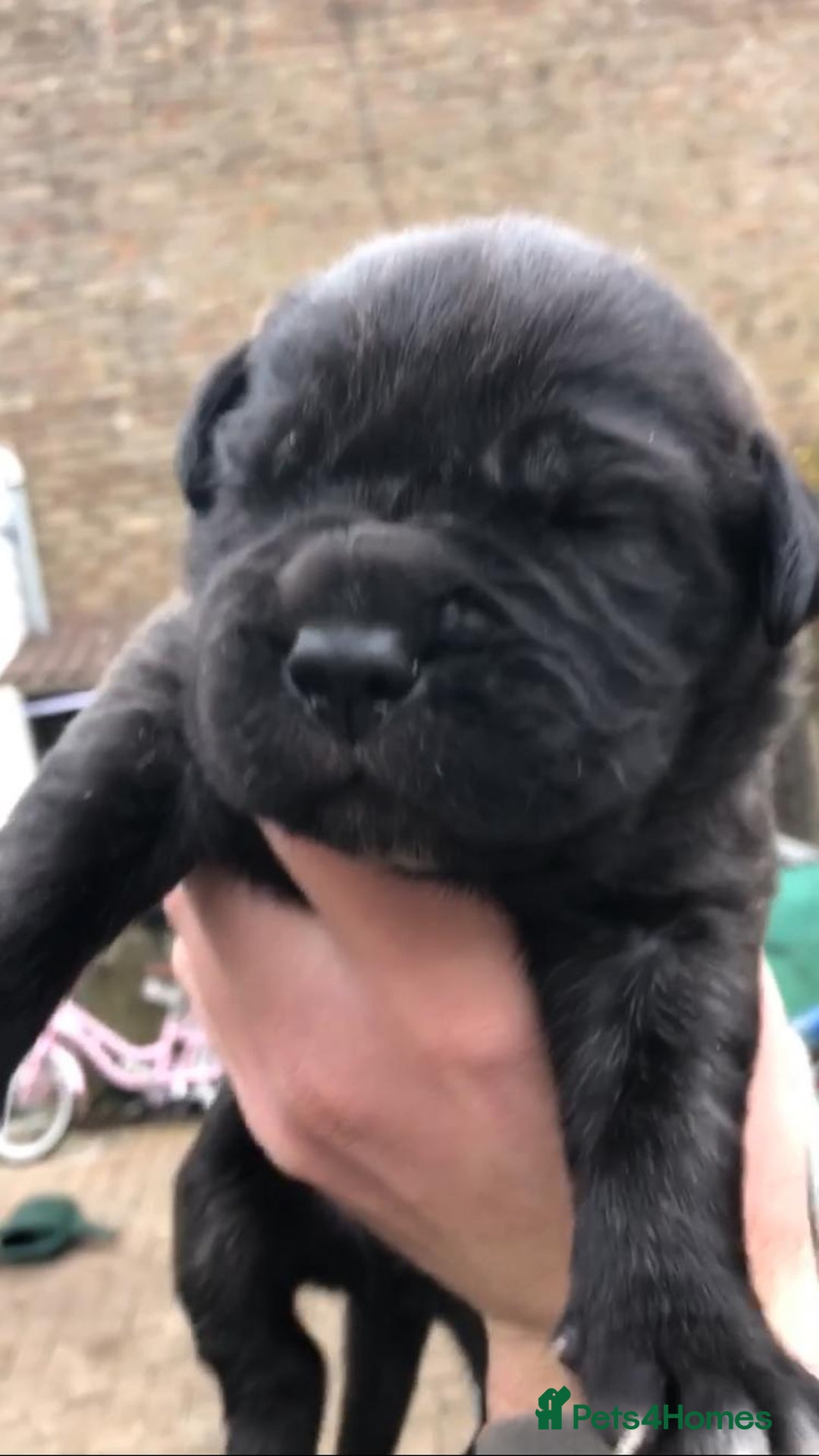 Cane Corso dogs for sale: Cane corso bandogs - Advert 3