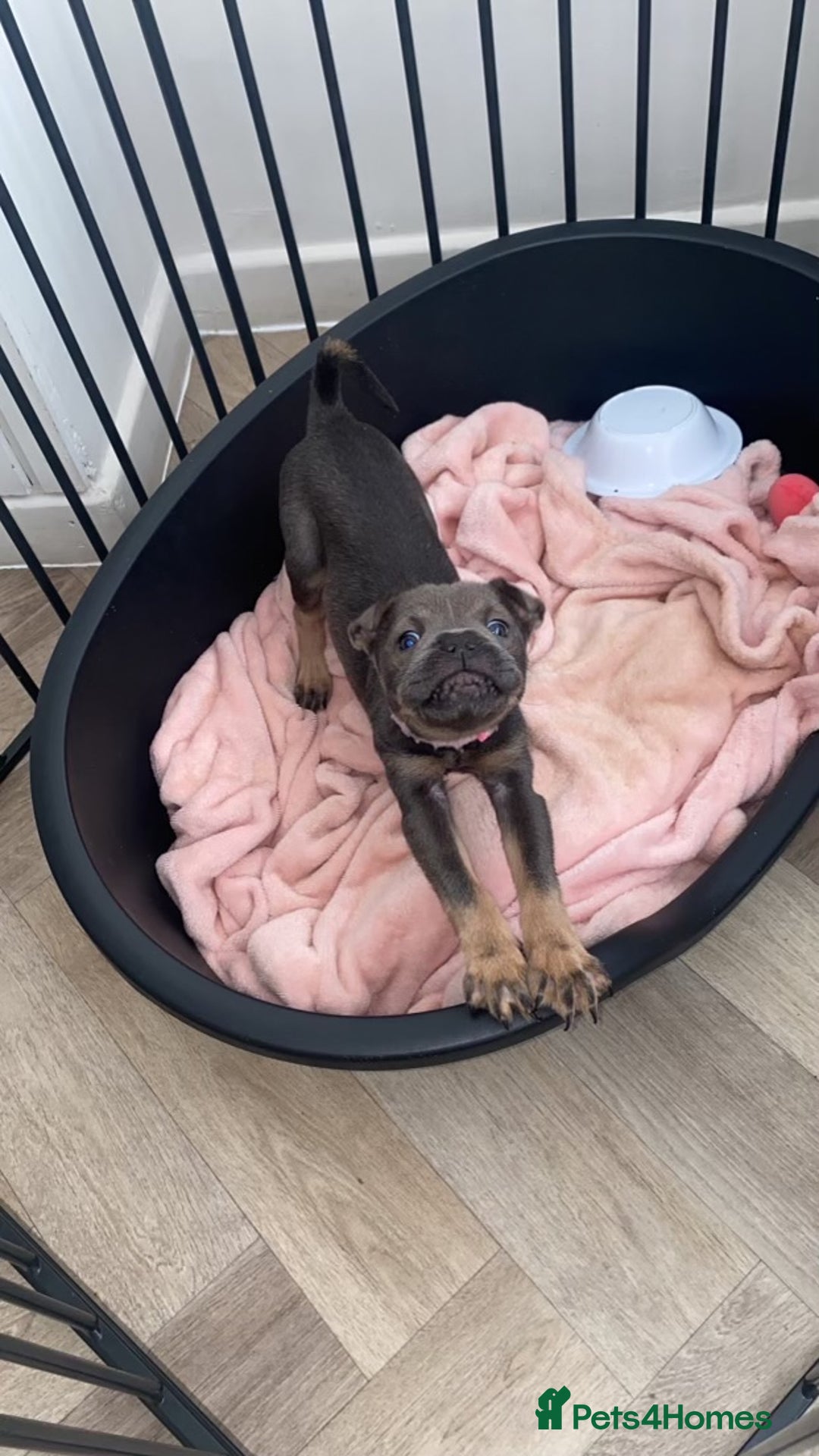Mixed Breed dogs for sale: Shar Pei x French Bulldog puppy - Image 6