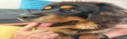 Tibetan Mastiff dogs for sale: Brenda needs a home  in Ashford - Advert 10