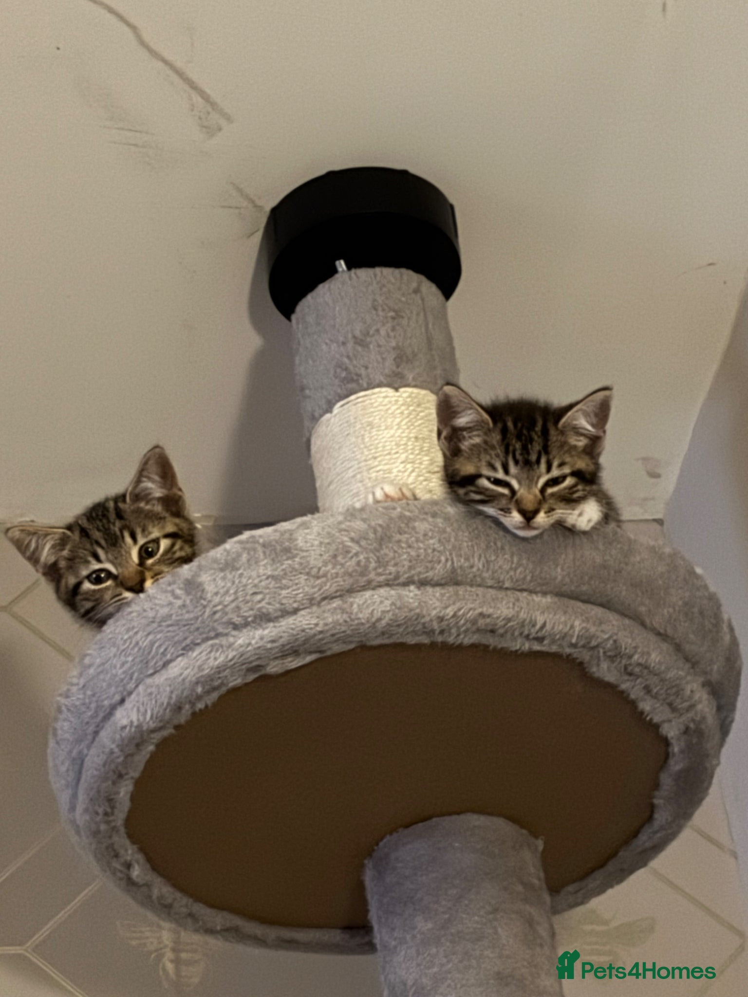 Mixed Breed cats X2 Tabby kittens for sale - Advert 3
