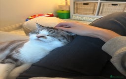 Persian cats for sale: 2 Year Old Persian / Mixed (shorthair) Cat - Image 7