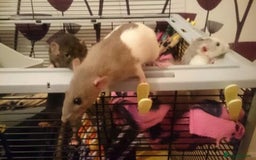 Rat rodents for sale: 7 female rats - Advert 7
