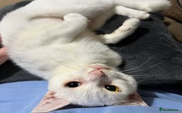 Domestic Shorthair cats for sale: Sweet Cat to Rehome (Read Description) - Image 1