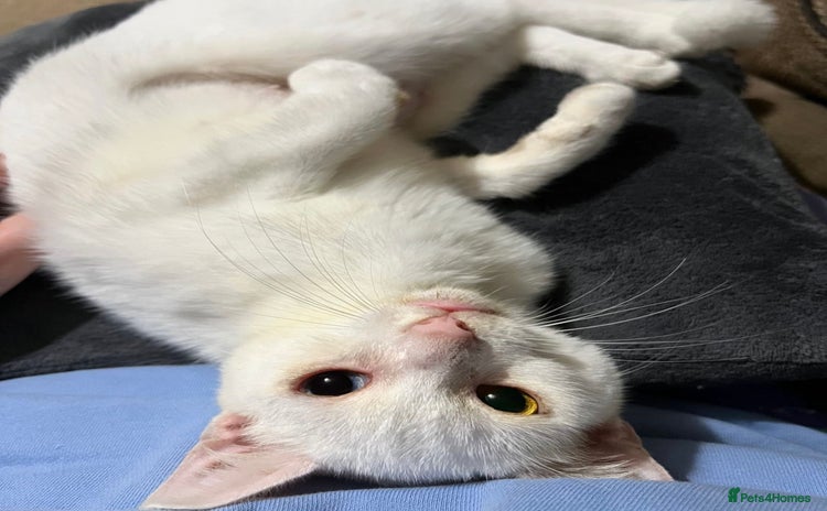 Domestic Shorthair cats - Advert 15